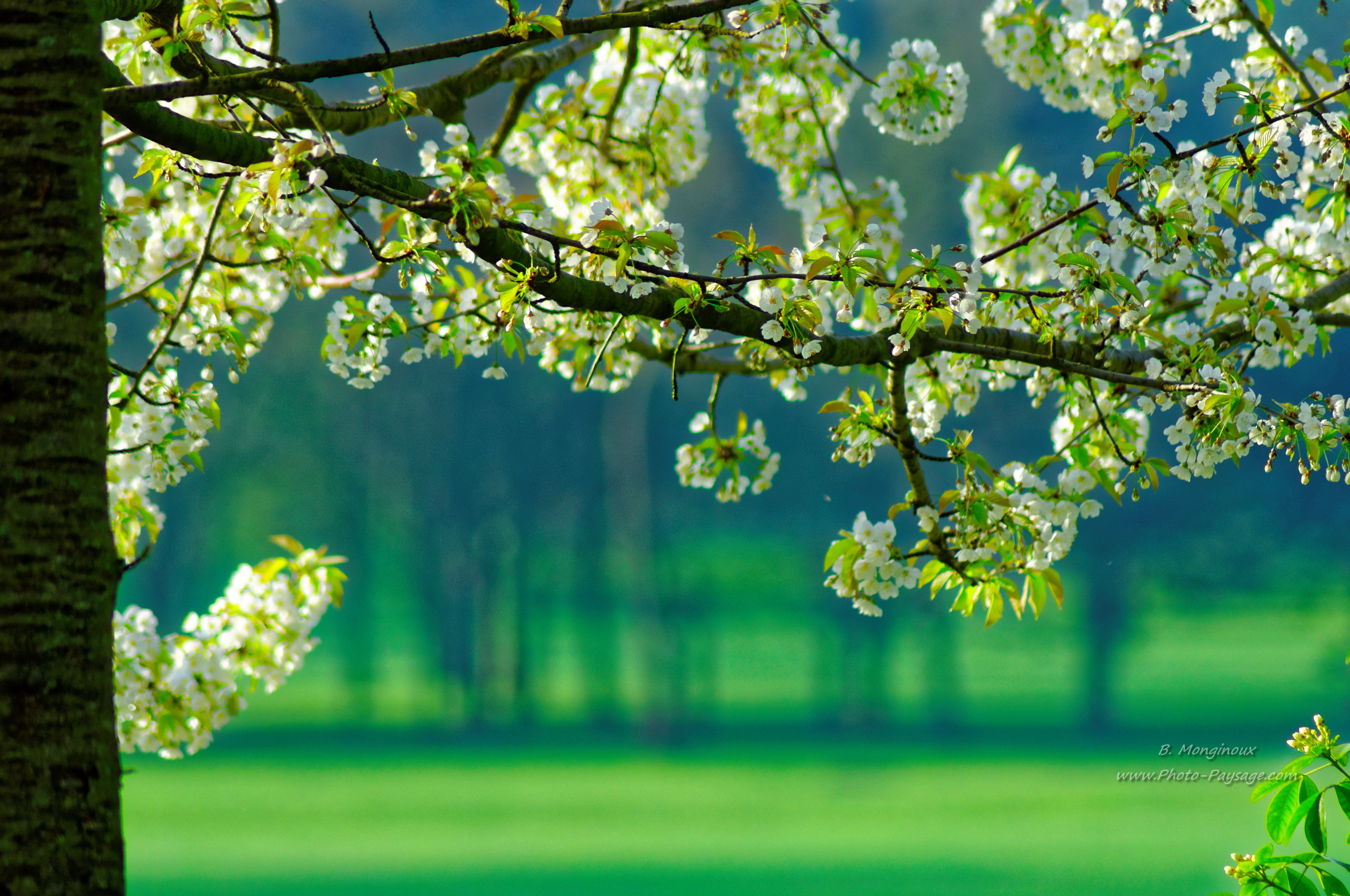Arbre-fleuri-au-printemps---2.jpg