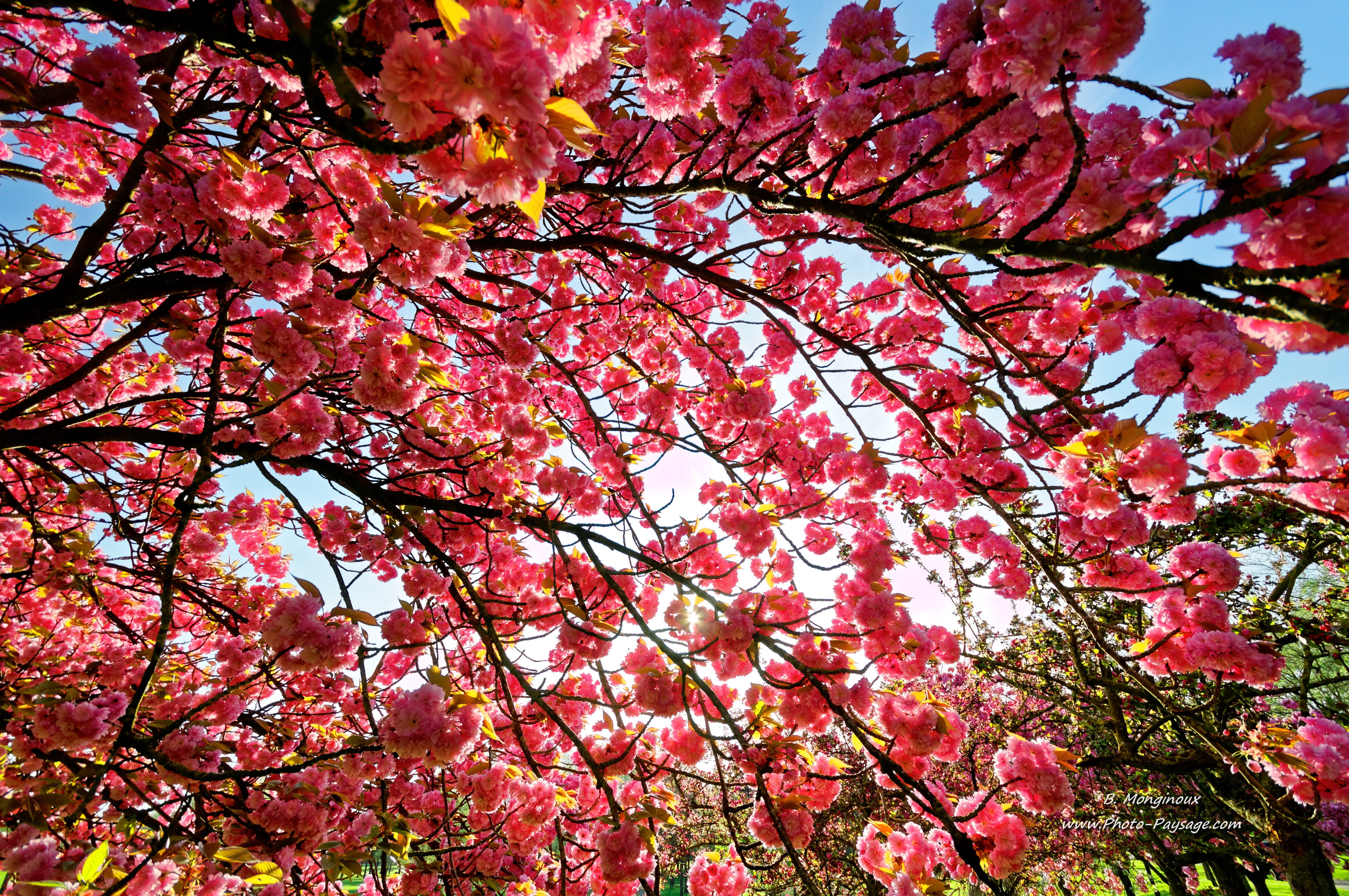 Arbres En Fleurs Fleurs De Printemps Sous Un Cerisier