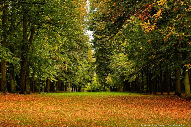 1er jour de l'automne 
Parc du château de Versailles
Mots-clés: alignement_d_arbre automne