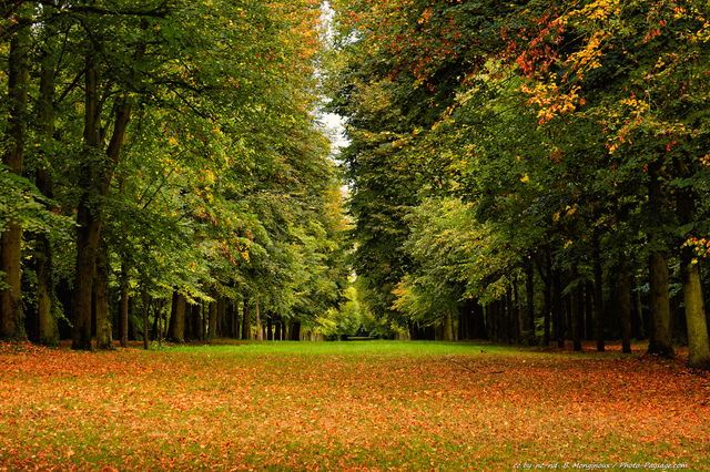 1er jour de l'automne 
Parc du chà¢teau de Versailles
Mots-clés: alignement_d_arbre automne