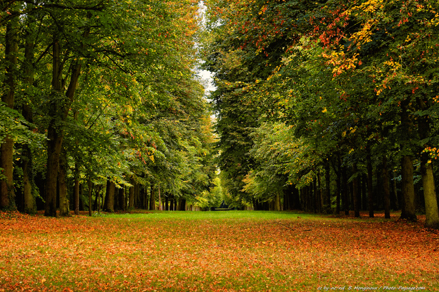 1er jour de l'automne 
Parc du château de Versailles
Mots-clés: alignement_d_arbre automne