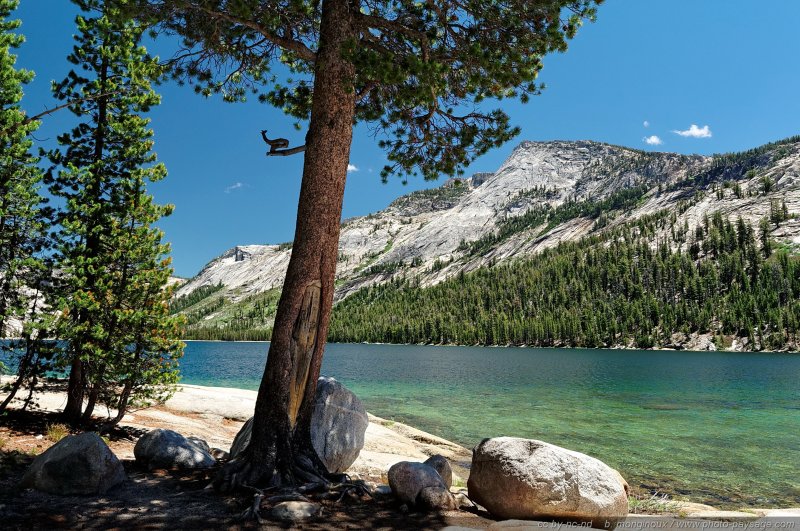 A l'ombre d'un arbre au bord du lac Tenaya
Parc National de Yosemite, Californie, USA
Mots-clés: yosemite californie usa categ_ete nature categorielac conifere foret_usa montagne_usa