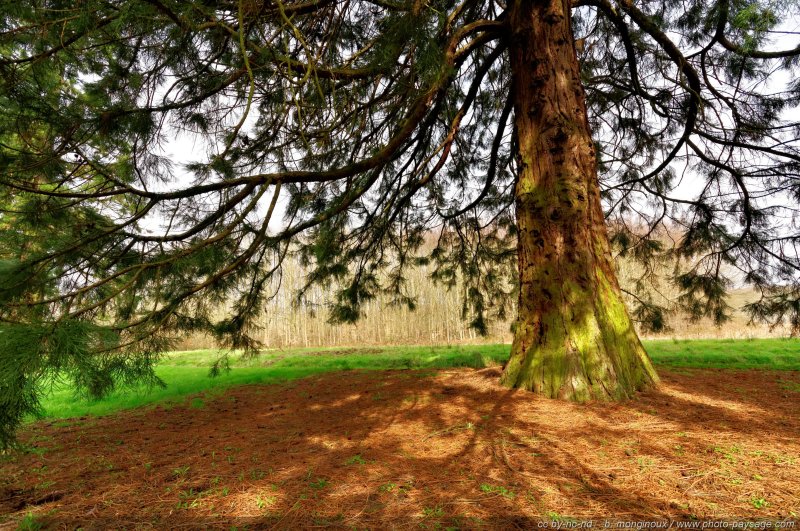 A l'ombre d'un séquoia
Forêt de Ferrières, Seine et Marne
Mots-clés: sequoia foret_ferrieres