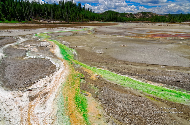 Algues et bactéries donnent ces couleurs variées à  ces sources chaudes
Norris geyser basin, parc national de Yellowstone, Wyoming, USA
Mots-clés: source_thermale yellowstone wyoming usa ruisseau