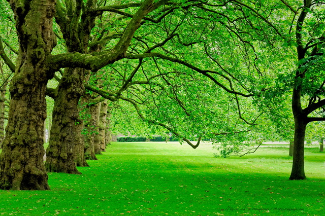 Alignement de platanes à  Green park
Londres, Royaume-Uni
Mots-clés: londres printemps platane herbe pelouse alignement_d_arbre