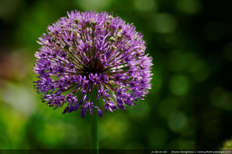 Allium globemaster - 01
Mots-clés: fleurs printemps allium