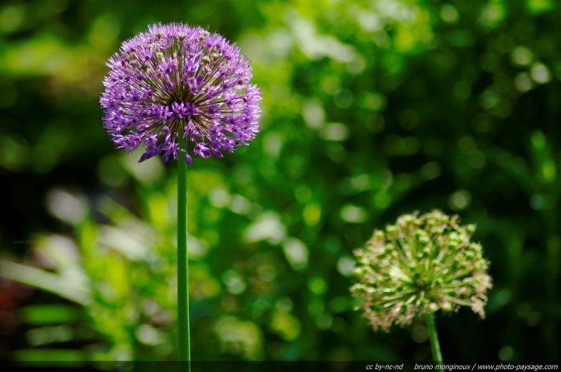 Allium globemaster - 02
Mots-clés: fleurs printemps allium