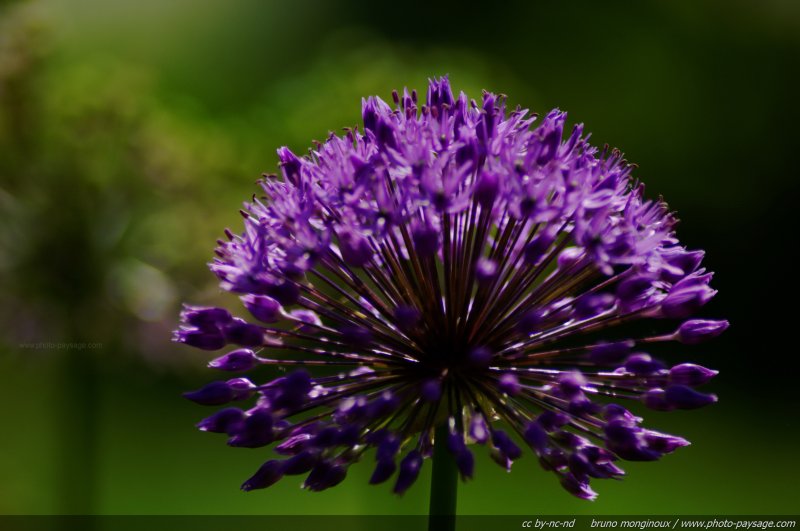 Allium globemaster - 03
Mots-clés: fleurs printemps allium
