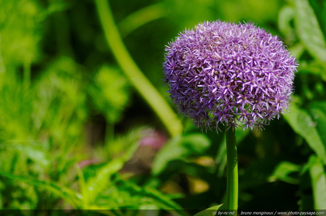 Allium globemaster - 04
Mots-clés: fleurs printemps allium