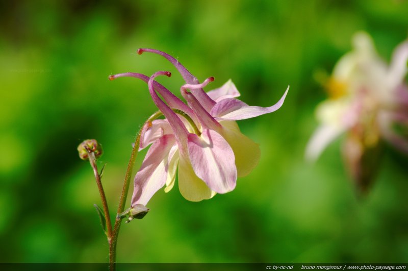 Ancolie rose - aquilegia chrysantha
Mots-clés: fleurs printemps