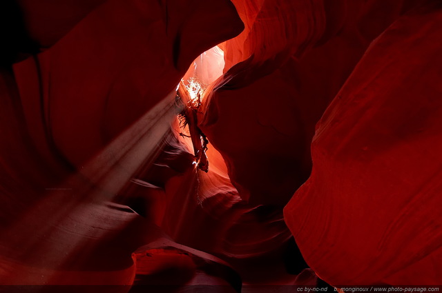 Une branche d'arbre coincée entre les parois du canyon
Upper Antelope Canyon, réserve de la Nation Navajo, Arizona, USA
Mots-clés: antelope canyon arizona navajo usa