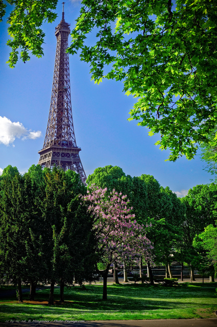 Arbre en fleurs dans les jardins du Trocadéro
Jardins du Trocadéro, Paris, France
Mots-clés: printemps jardin_public_paris arbre_en_fleur cadrage_vertical