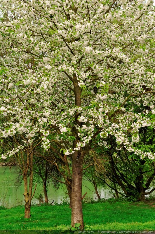 Arbre en fleurs en bord de Marne
[Le printemps sur les rives de la Marne]
Mots-clés: arbre_en_fleur printemps cadrage_vertical