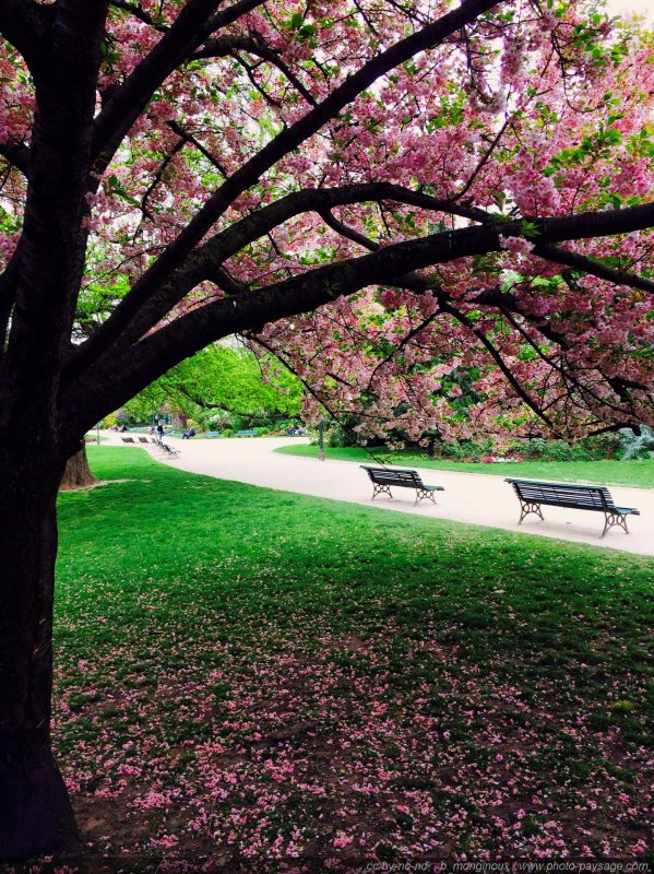Un cerisier en fleurs à deux pas des Champs Elysées
Paris, France
Mots-clés: printemps paris plus_belles_images_de_printemps jardin_public_paris