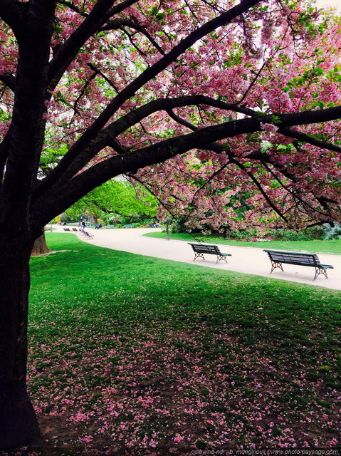Un cerisier en fleurs à  deux pas des Champs Elysées
Paris, France
Mots-clés: printemps paris plus_belles_images_de_printemps jardin_public_paris