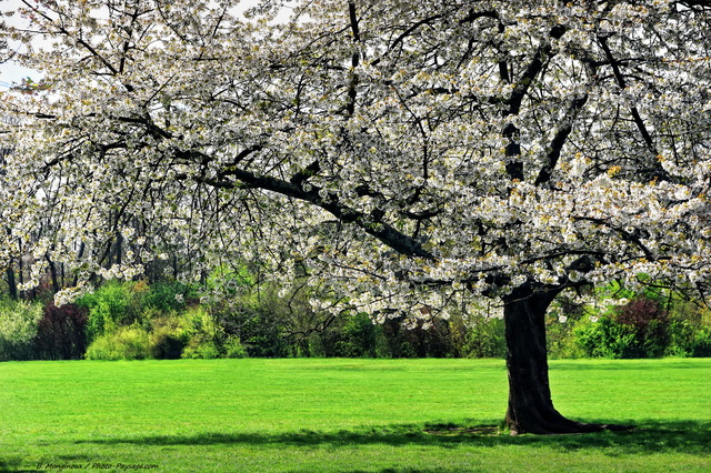 Arbre en fleurs au printemps
Mots-clés: plus_belles_images_de_printemps