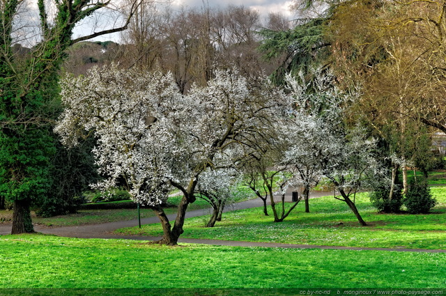 Arbres en fleurs   Villa  Borghèse 1
Rome, Italie
Mots-clés: rome italie jardins_de_rome arbre_en_fleur printemps