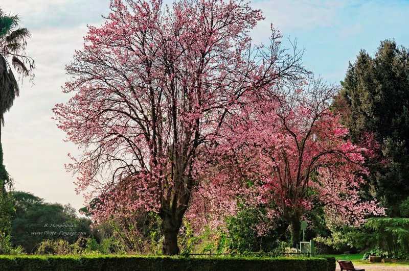 Arbres en fleurs   (Villa Borghèse) 2 
Rome, Italie
Mots-clés: rome italie jardins_de_rome arbre_en_fleur printemps