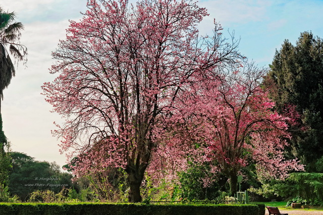 Arbres en fleurs   (Villa Borghèse) 2 
Rome, Italie
Mots-clés: rome italie jardins_de_rome arbre_en_fleur printemps