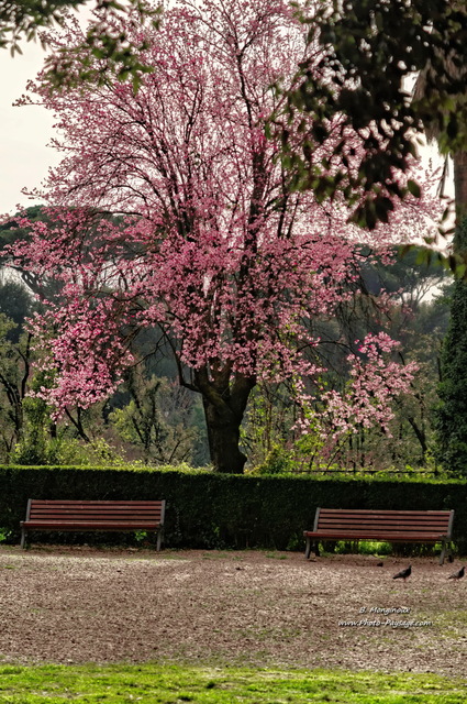 Arbres en fleurs   (Villa Borghèse) 3
Rome, Italie
Mots-clés: rome italie jardins_de_rome arbre_en_fleur printemps cadrage_vertical plus_belles_images_de_printemps