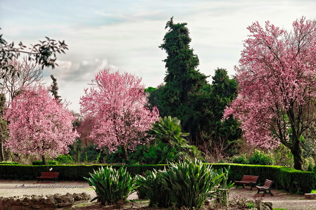 Arbres en fleurs   (Villa Borghse) 4 - Rome, Italie