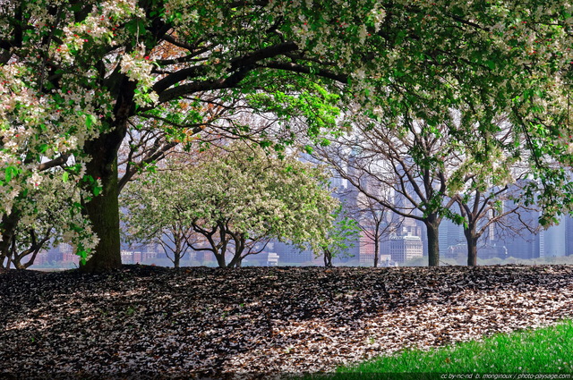 Arbres en fleurs sur Ellis Island -  2
Baie de New York, USA
Mots-clés: new-york usa printemps arbre_en_fleur plus_belles_images_de_printemps