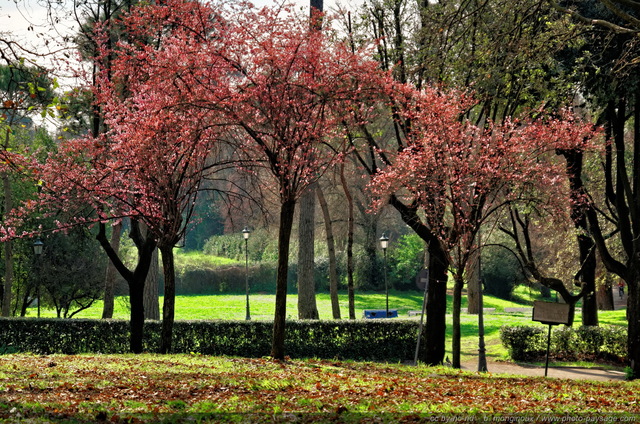 Arbres en fleurs dans les jardins de la Villa Borghèse
Rome, Italie
Mots-clés: rome italie jardins_de_rome arbre_en_fleur printemps