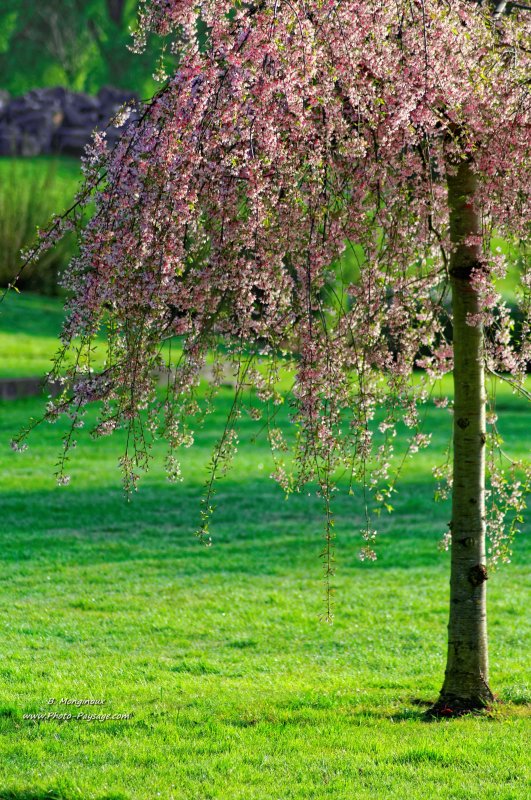 Arbuste en fleurs
[Images de printemps]
Mots-clés: printemps cadrage_vertical