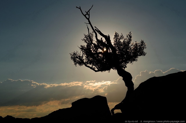 Arbuste et ombre chinoise au bord du Grand Canyon
Parc National du Grand Canyon (North Rim), Arizona, USA
Mots-clés: grand-canyon north-rim arizona usa nature montagne categ_ete contre-jour