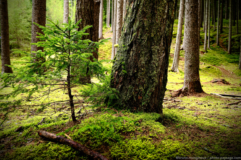 Dans une forêt autrichienne 
Igls, Innsbruck, Tyrol, Autriche
Mots-clés: Autriche conifere mousse ecorce les_plus_belles_images_de_nature