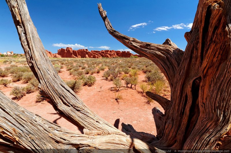 Un paysage désertique
Arches National Park, Utah, USA
Mots-clés: USA etats-unis utah categ_ete desert