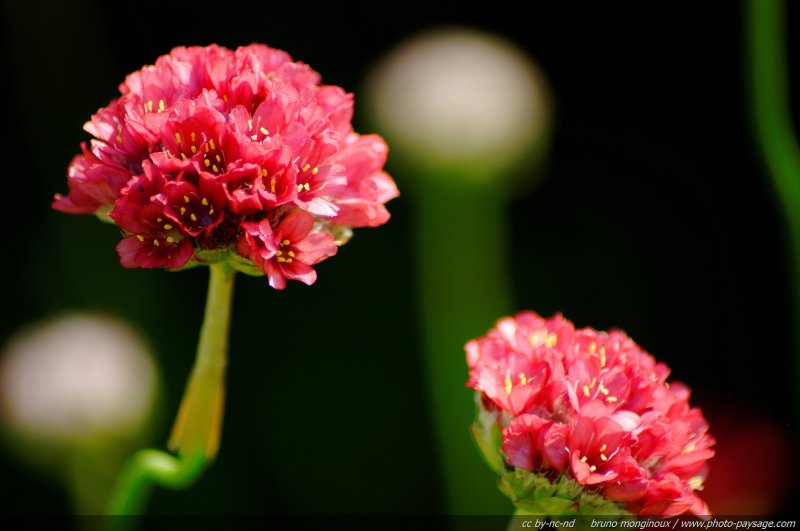 Armeria Girardii - Joystick Red
Mots-clés: fleurs printemps