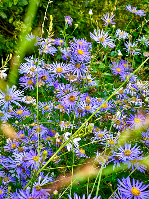 Asters 
   
Mots-clés: Categ_ete cadrage_vertical