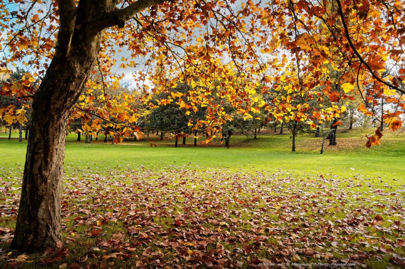 Au pied d'un platane en automne
[Photos d'automne]
Mots-clés: automne platane belles-photos-automne feuilles_mortes