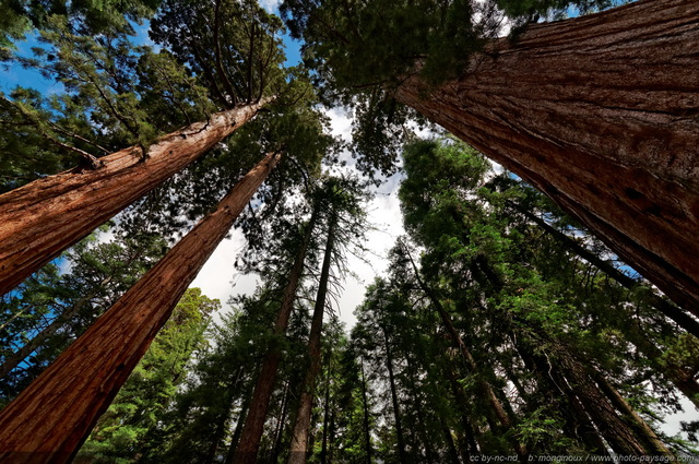 Au pied des séquoias géants de Mariposa Grove
Yosemite National Park, Californie, USA
Mots-clés: USA etats-unis arbre_remarquable californie yosemite sequoia grand-angle foret_usa les_plus_belles_images_de_nature