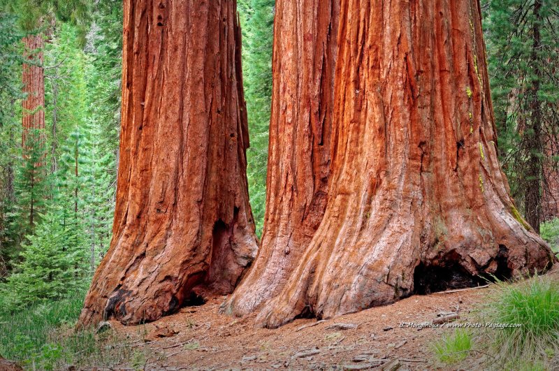 Au pied des séquoias géants de Yosemite - 3
Bois de Mariposa Grove, Parc National de Yosemite, Californie, USA
Mots-clés: yosemite californie usa sequoia foret_usa categ_ete
