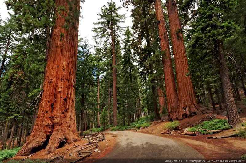 Faithful couple : deux séquoias géants dans le bois de Mariposa grove
Yosemite National Park, Californie, USA
Mots-clés: USA etats-unis californie yosemite route sequoia foret_usa arbre_remarquable