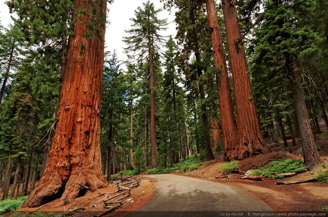 Faithful couple : deux séquoias géants dans le bois de Mariposa grove
Yosemite National Park, Californie, USA
Mots-clés: USA etats-unis californie yosemite route sequoia foret_usa arbre_remarquable