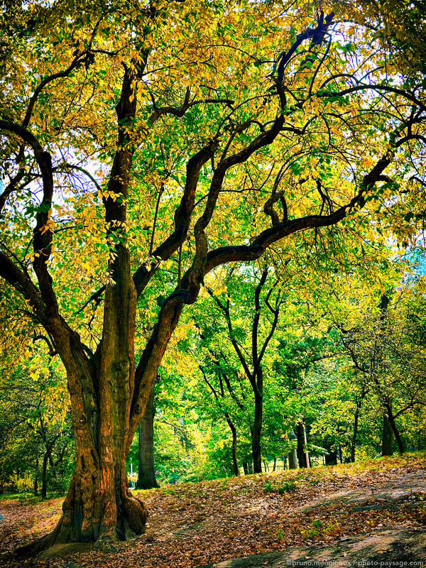 Premières couleurs de l’automne à New York
Central Park, New-York, USA
Mots-clés: cadrage_vertical automne