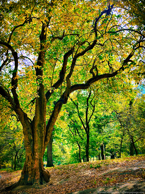 Premières couleurs de l'automne à  New York
Central Park, New-York, USA
Mots-clés: cadrage_vertical automne