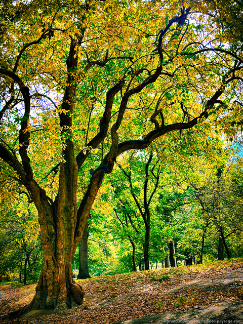 Premières couleurs de l’automne à New York
Central Park, New-York, USA
Mots-clés: cadrage_vertical automne