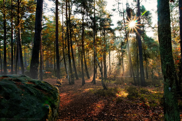 Automne dans la foret des trois pignons 01
Massif des Trois Pignons, forêt de Fontainebleau
Seine et Marne, France
Mots-clés: fontainebleau foret_des_trois_pignons noisy-sur-ecole seine_et_marne contre-jour pin_sylvestre rocher rayon_de_soleil_en_foret