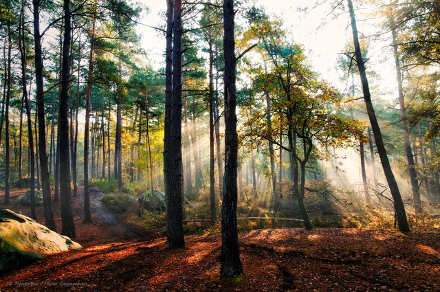 Automne dans la foret des trois pignons 02
Massif des Trois Pignons, forêt de Fontainebleau
Seine et Marne, France
Mots-clés: belles-photos-automne fontainebleau foret_des_trois_pignons noisy-sur-ecole seine_et_marne automne pin_sylvestre rocher rayon_de_soleil_en_foret