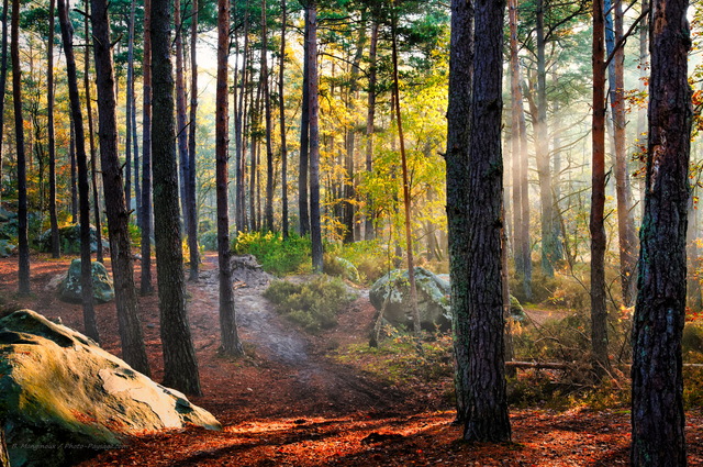 Rayons de soleil en automne dans la forêt des trois pignons
Massif des Trois Pignons, forêt de Fontainebleau
Seine et Marne, France
Mots-clés: fontainebleau foret_des_trois_pignons noisy-sur-ecole seine_et_marne automne pin_sylvestre rocher rayon_de_soleil_en_foret