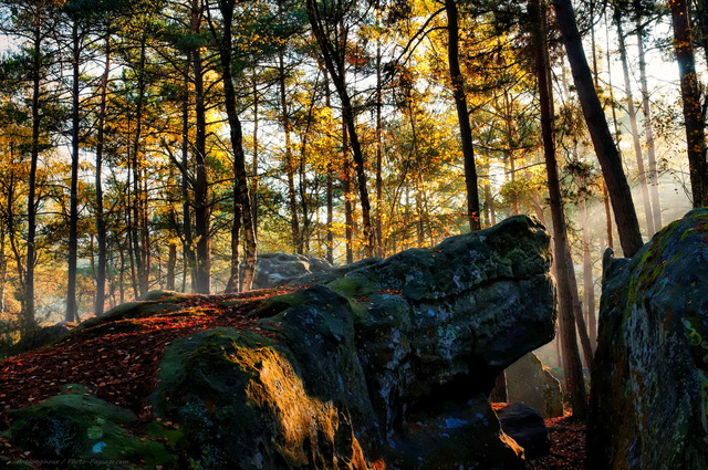 Automne dans la foret des trois pignons 04
Massif des Trois Pignons, forêt de Fontainebleau
Seine et Marne, France
Mots-clés: fontainebleau foret_des_trois_pignons noisy-sur-ecole seine_et_marne pin_sylvestre rocher