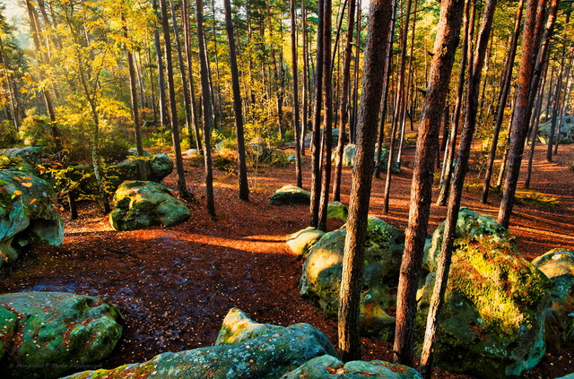 Automne dans la foret des trois pignons 05
Massif des Trois Pignons, forêt de Fontainebleau
Seine et Marne, France
Mots-clés: fontainebleau foret_des_trois_pignons noisy-sur-ecole seine_et_marne automne pin_sylvestre rocher