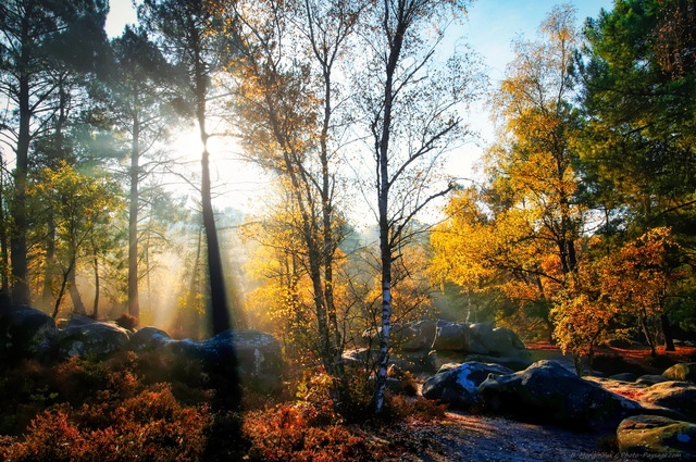 Forêt de Fontainebleau - Automne dans la foret des trois ...