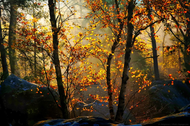 Automne dans la foret des trois pignons 11
Massif des Trois Pignons, forêt de Fontainebleau
Seine et Marne, France
Mots-clés: fontainebleau foret_des_trois_pignons noisy-sur-ecole seine_et_marne automne bouleau rocher rayon_de_soleil_en_foret