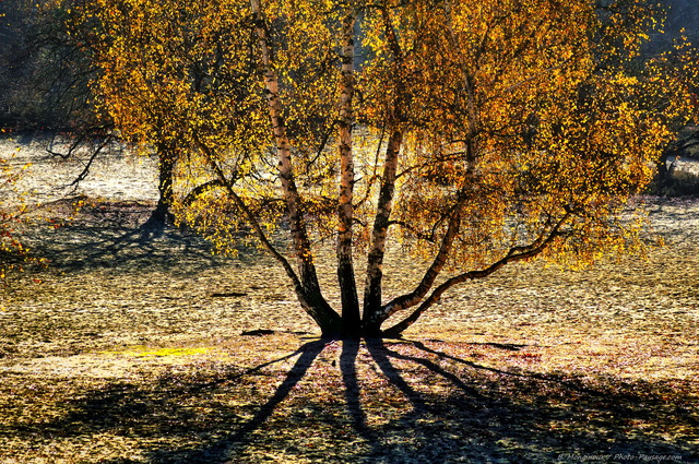 Un bouleau dans le désert aux sables du Cul de Chien
Massif des Trois Pignons, forêt de Fontainebleau
Seine et Marne, France
Mots-clés: fontainebleau cul_de_chien foret_des_trois_pignons noisy-sur-ecole seine_et_marne automne sable desert bouleau