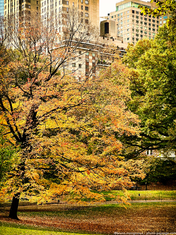 Automne à Central Park 
Central Park, New-York, USA
Mots-clés: cadrage_vertical automne